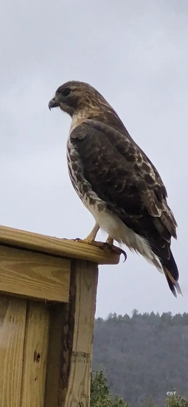 A red-tailed hawk on the deck rail