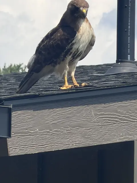 A red-tailed hawk perched on a cabin roof edge with prey under its talons