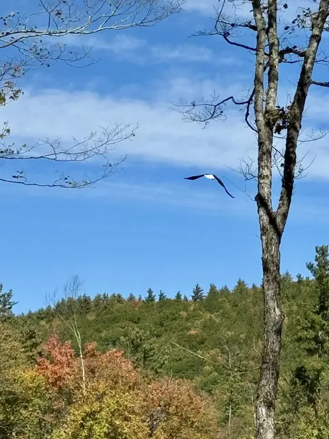 A bird flying over fall foliage trees against a blue sky