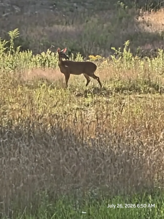 A deer stands in tall grass on a wooded hillside.